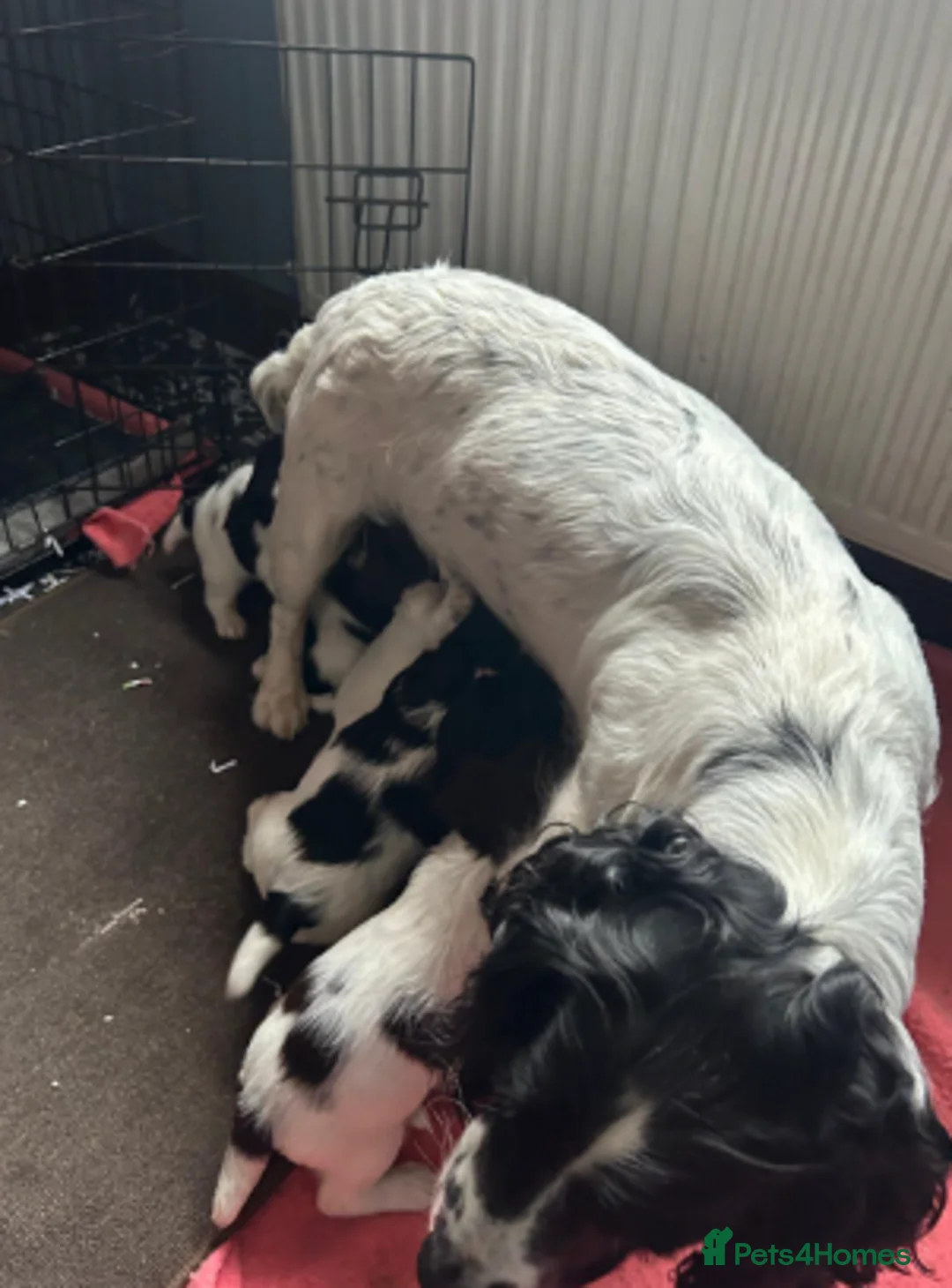 English Springer Spaniel dogs for sale: 7 working English springer spaniel pups.  - Advert 11
