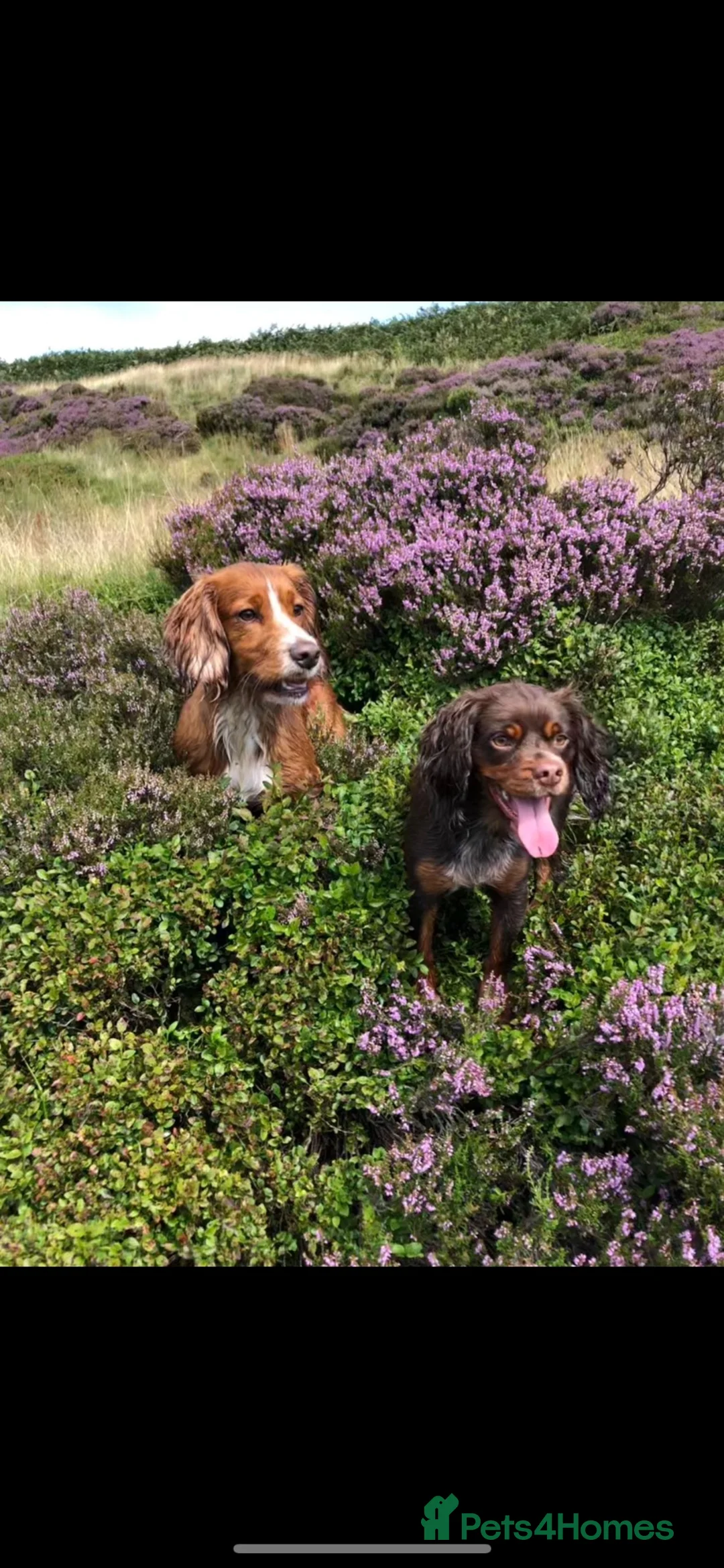 Cocker Spaniel dogs for sale: KC registered working cocker spaniels  in Hope Valley - Advert 2