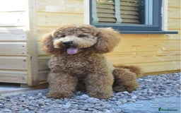 Cockapoo dogs for sale: Adorable cockapoo  - Image 14