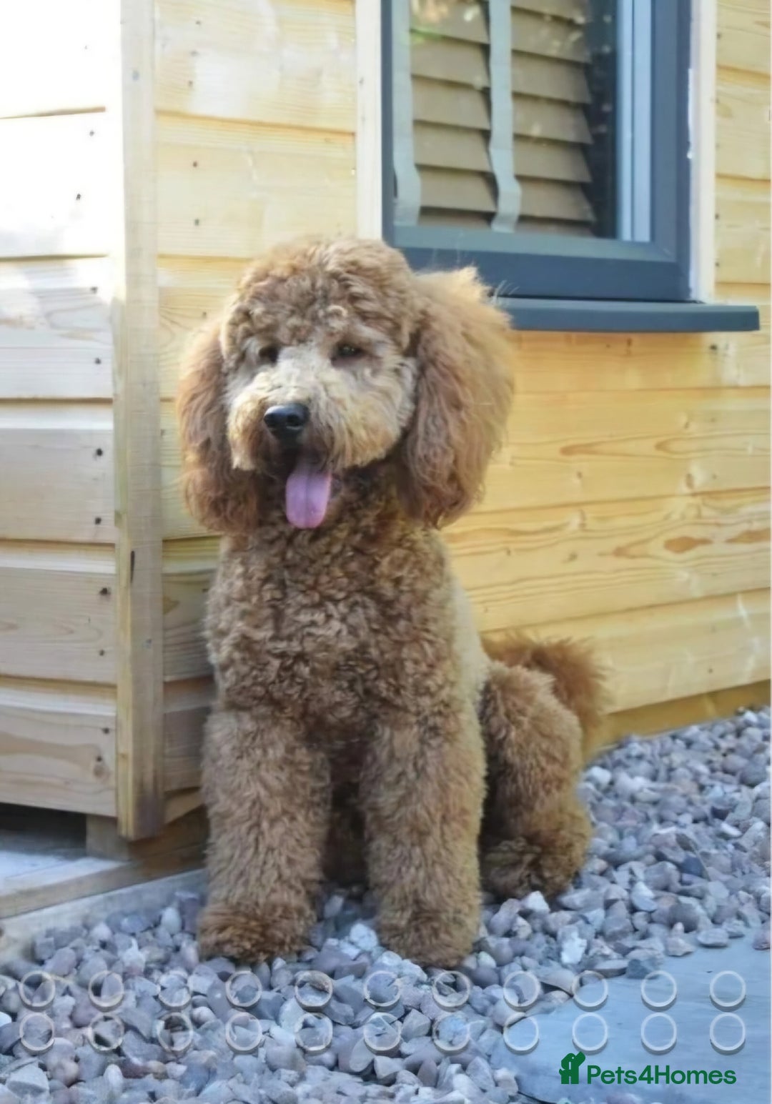 Cockapoo dogs for sale: Adorable cockapoo  - Image 14