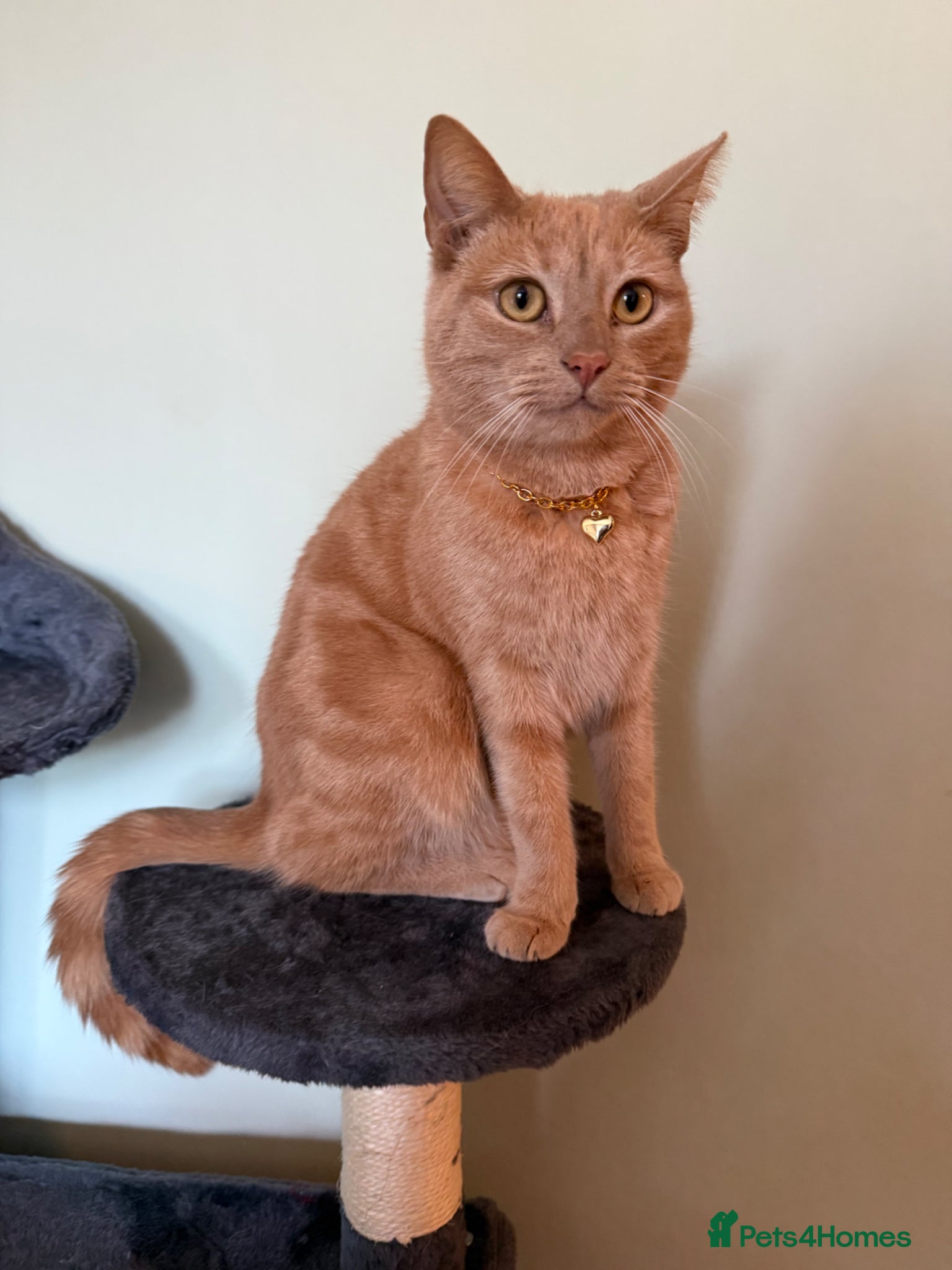 Mixed Breed cats Ginger cat for sale - Advert 1