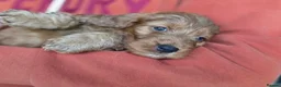 Cockapoo dogs for sale: Gorgeous cockapoos - Advert 7