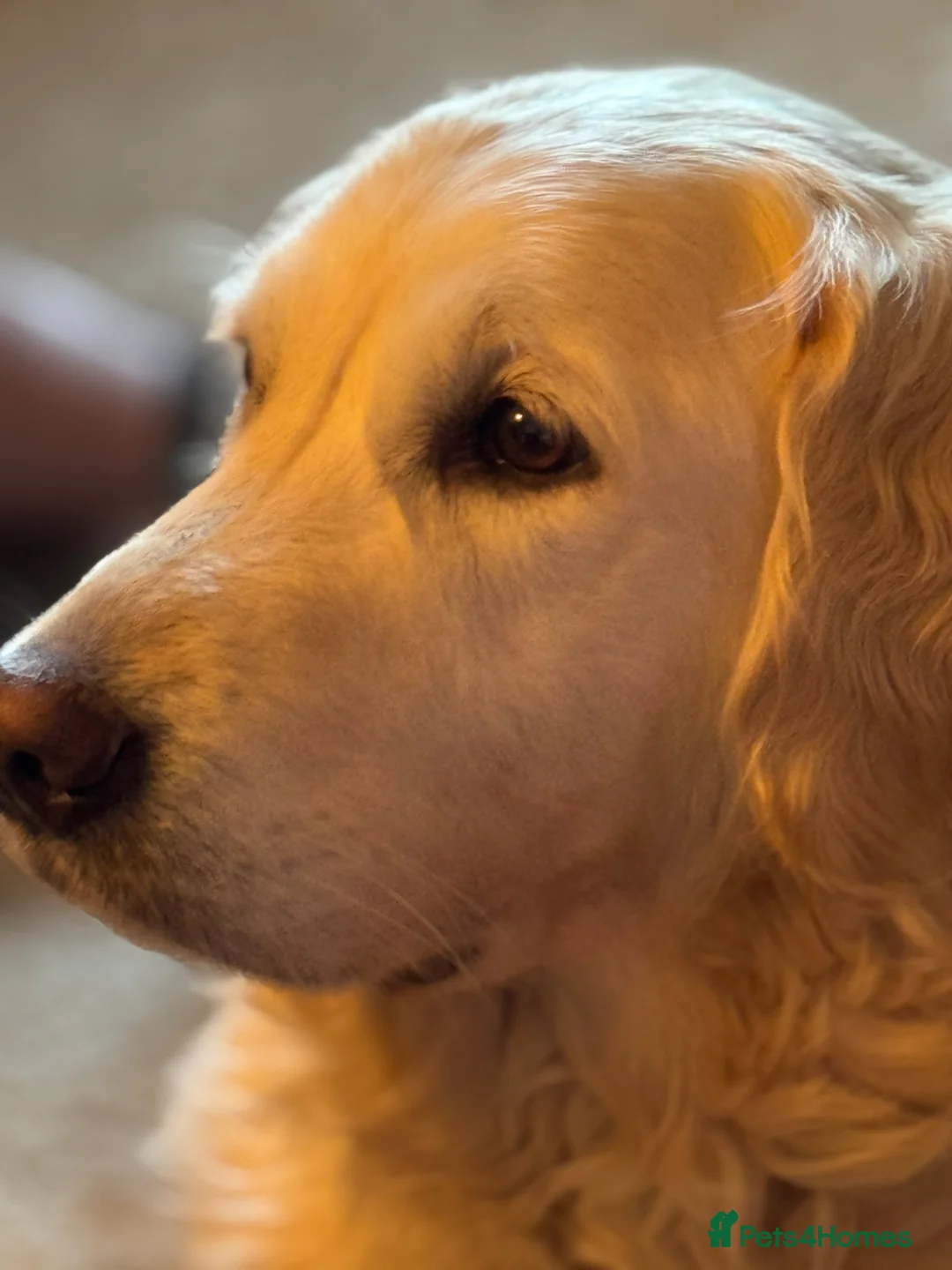 Goldendoodle dogs for sale: Beautiful little girl F1 mini Goldendoodle  - Advert 2