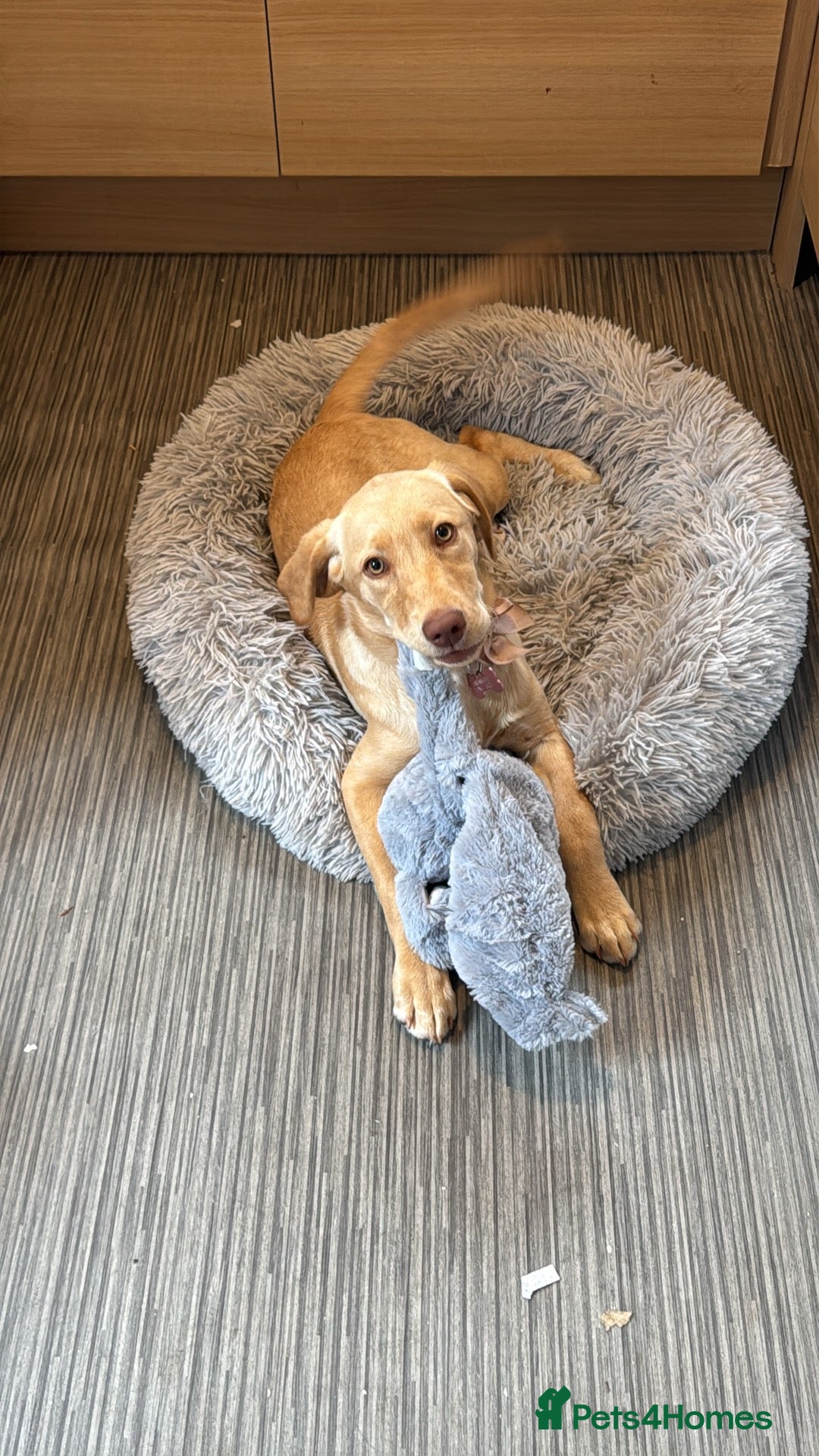 Labrador Retriever dogs for sale: nearly 7 month old labrador girl - Image 15