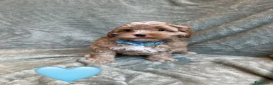 Cavapoo 4