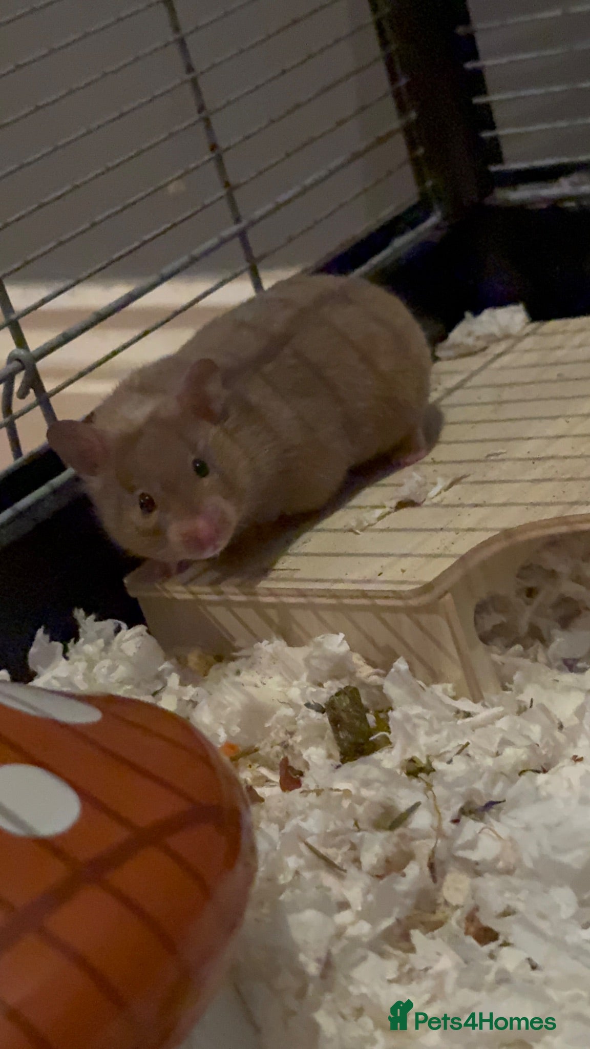Hamster rodents Female hamster  1 month old  - Advert 8