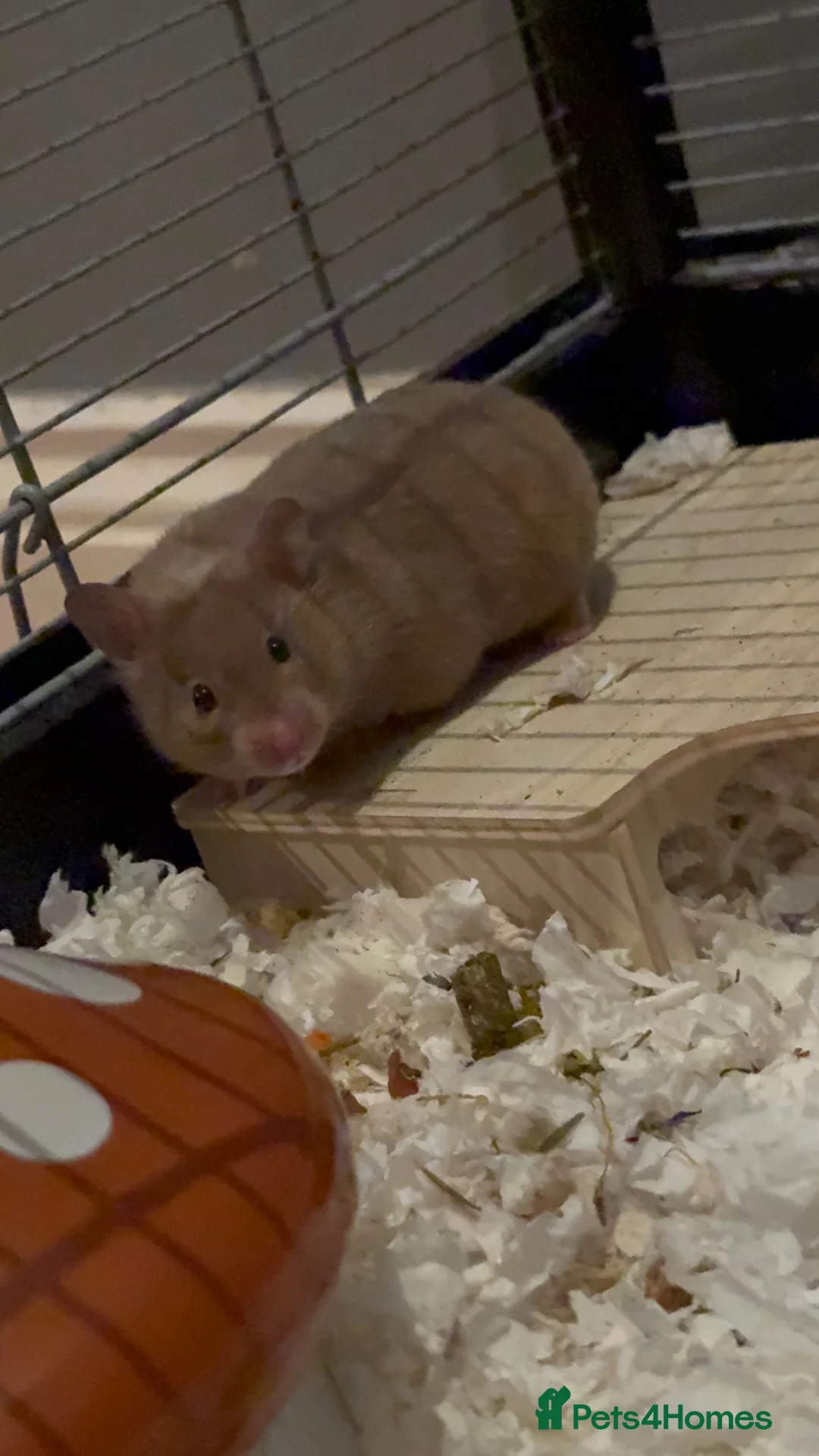 Hamster rodents for sale: Female hamster  4 months old  - Advert 1