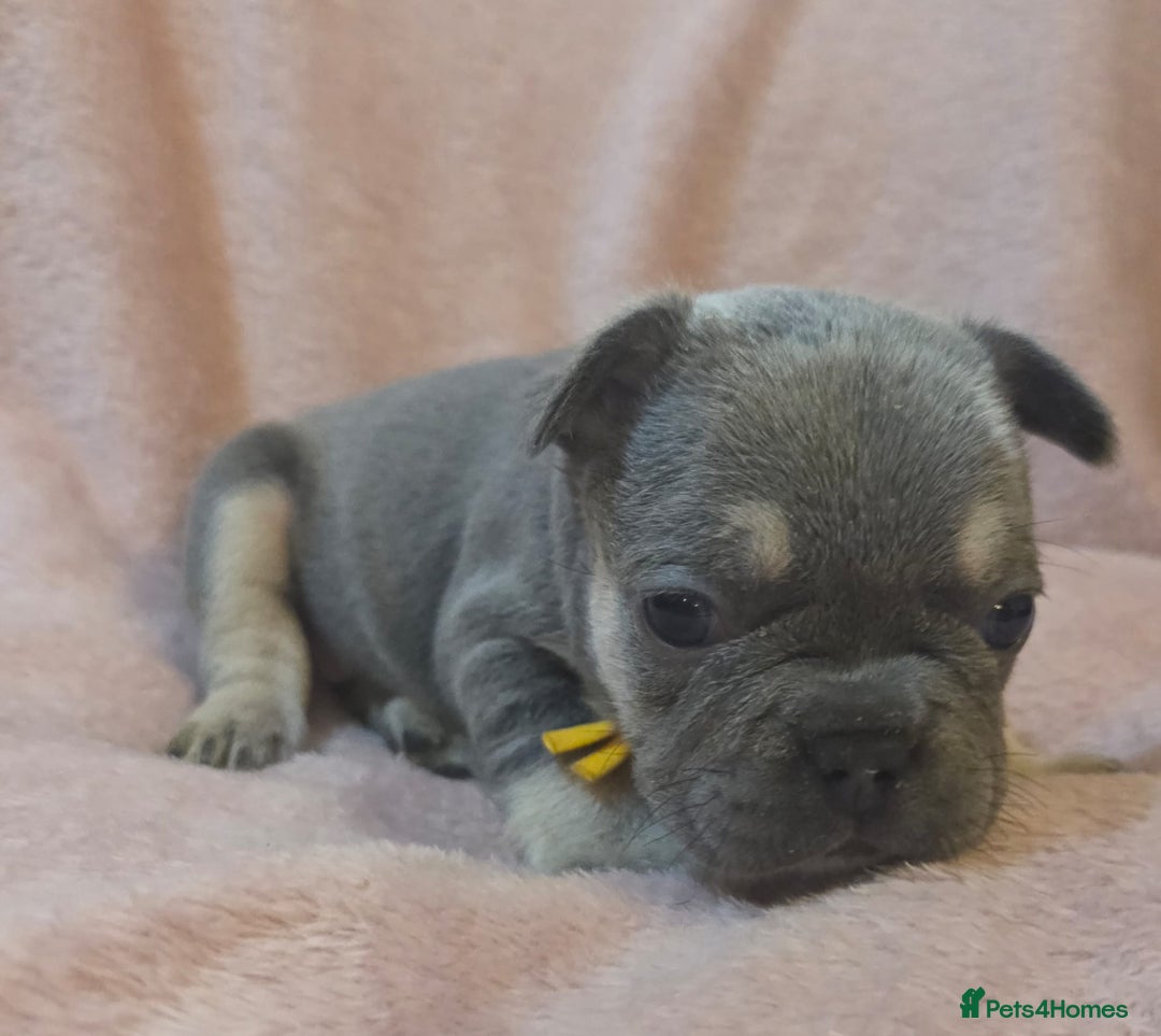 French Bulldog dogs for sale: Beautiful French Bulldog Puppies - Image 17
