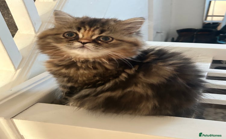 Persian cats in Gateshead - Advert 6