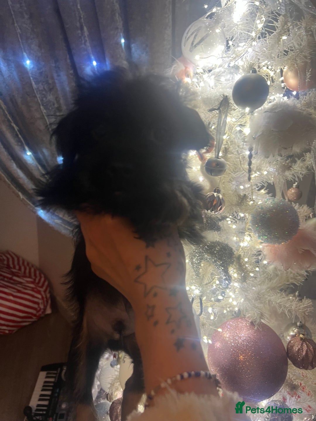 Mixed Breed dogs for sale: Jackapoo frenchy - Advert 19