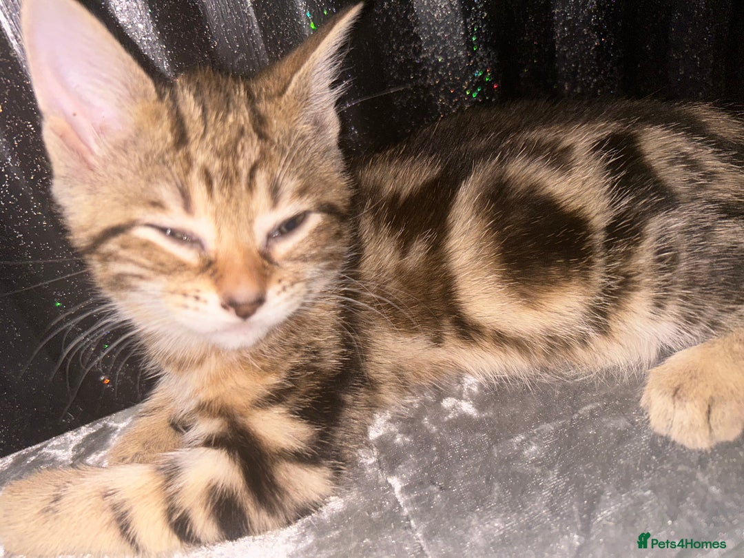 Bengal cats for sale: Loving Home Wanted. Bengal X kittens for sale  - Advert 5
