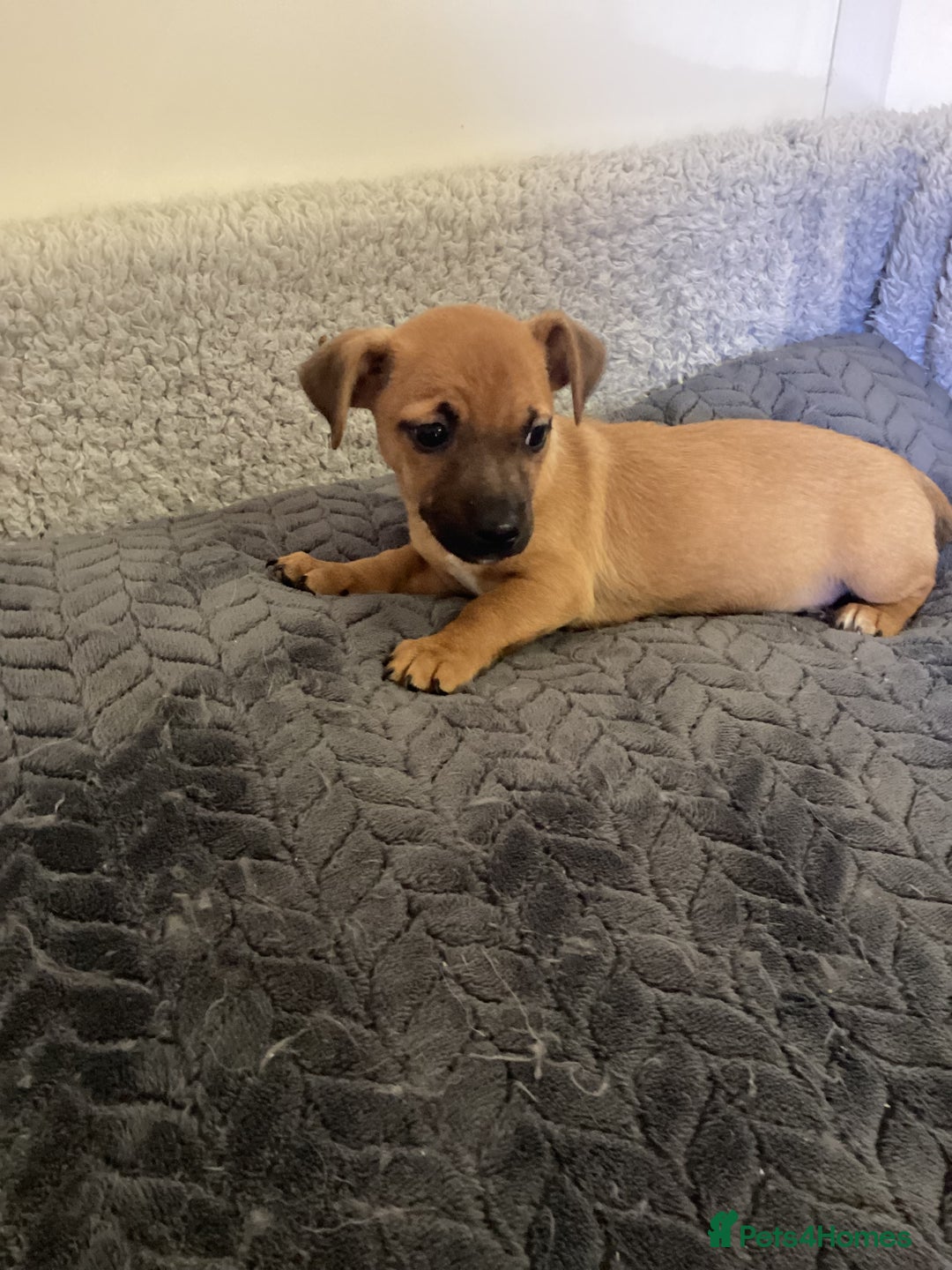 Jack Russell dogs for sale: Jack Russell puppies  - Image 7