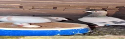 Pigeons birds for sale: Racing pigeons in Harrow - Advert 4