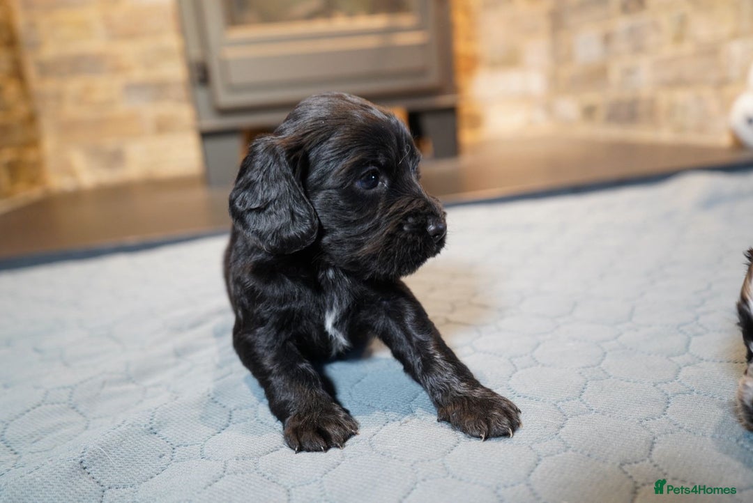 Cocker Spaniel dogs for sale: Chocolate, Blue Roan & Black Cocker Spaniel Babies - Advert 2