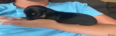 Puppy 8 - Female