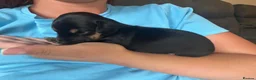 Mixed Breed dogs for sale: JR x Dachshund Puppies  - Advert 7