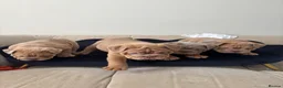 English Bulldog dogs for sale: Gorgeous English Bulldogs  - Advert 2
