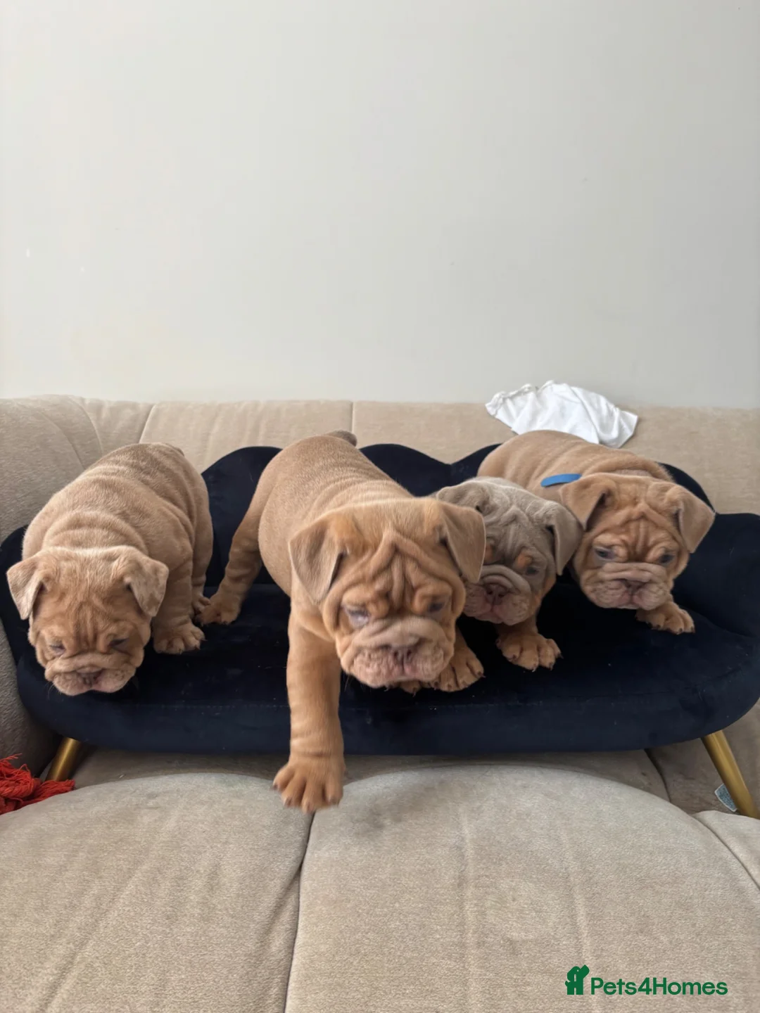 English Bulldog dogs for sale: Gorgeous English Bulldogs  - Advert 2