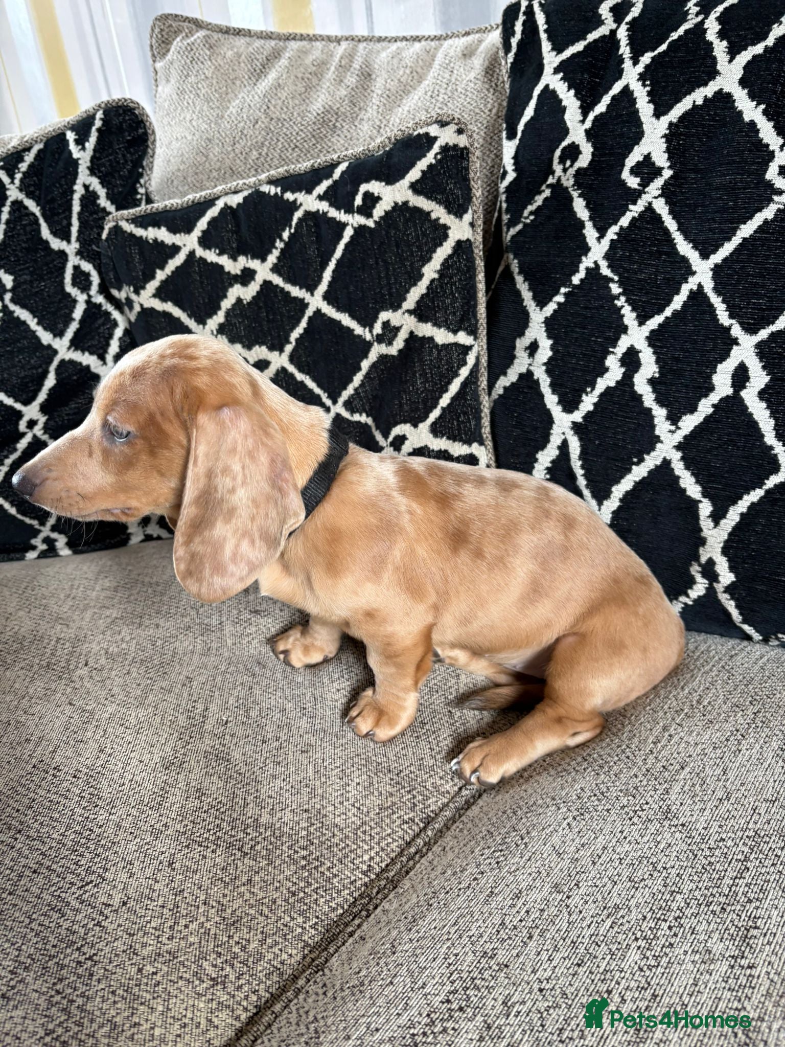 Miniature Dachshund dogs Miniature dachshund  - Advert 2