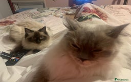 Ragdoll cats for sale: Ragdoll kittens  - Image 36