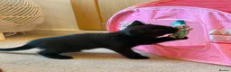 British Shorthair cats for sale: British Short Hair kittens 2 left - Advert 3