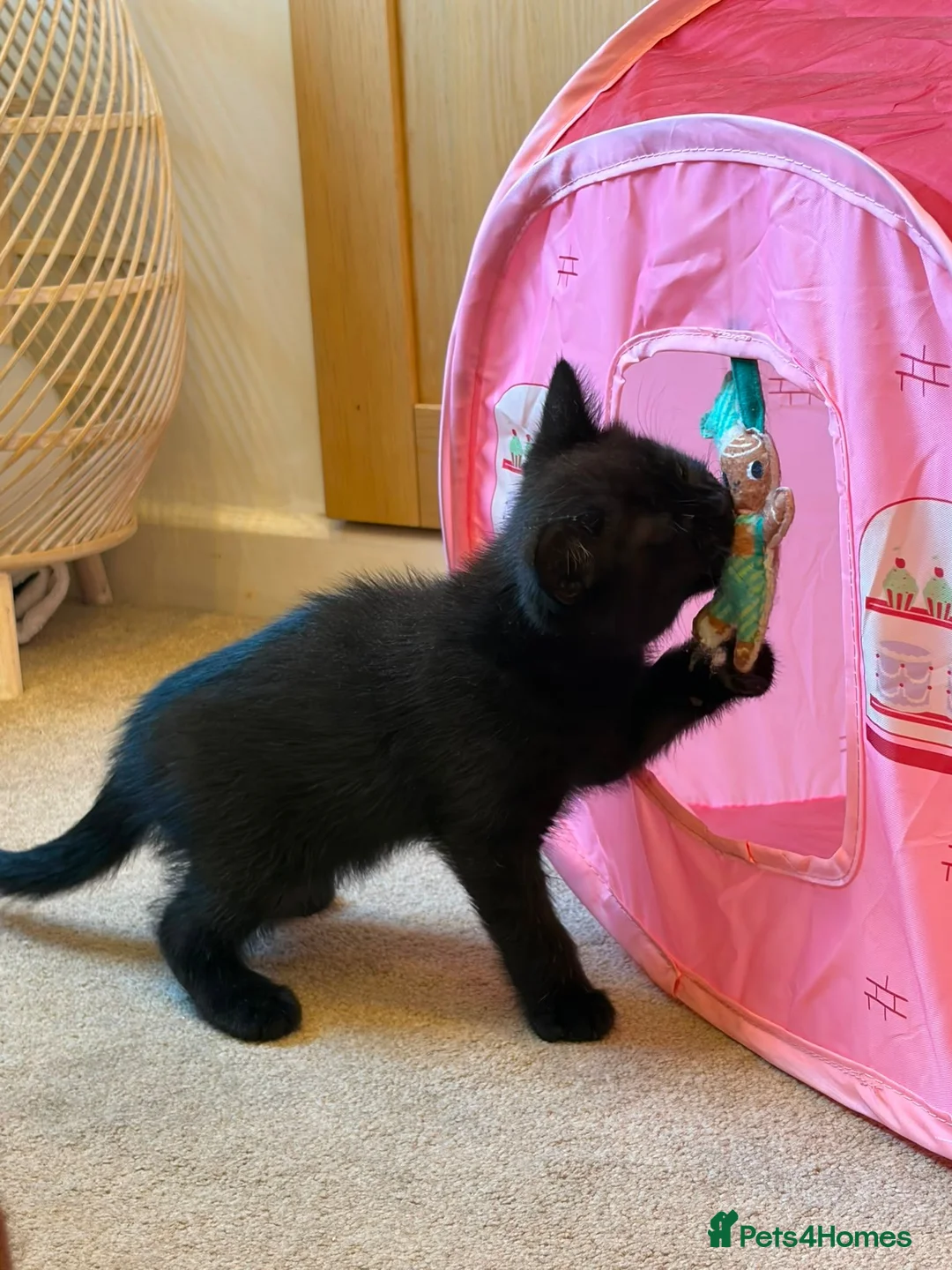 British Shorthair cats for sale: British Short Hair kittens 2 left - Advert 3