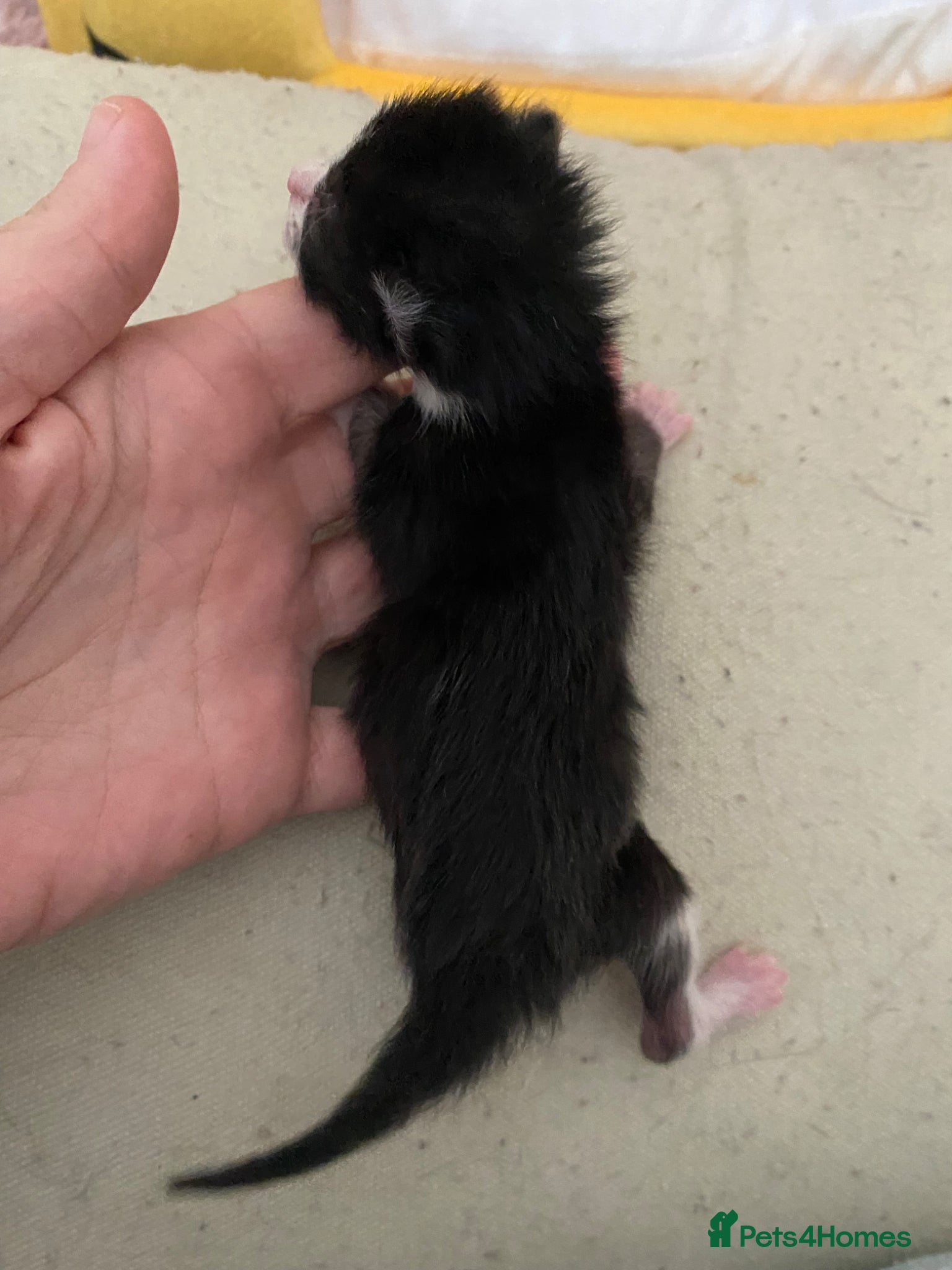 Mixed Breed cats for sale: 6 beautiful kittens - Advert 7