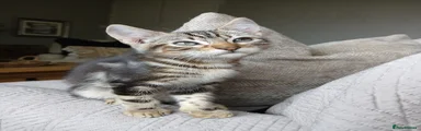 Marbled Boy