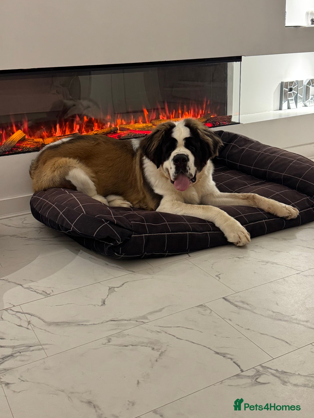 Saint Bernard dogs for sale: Saint Bernard for forever home  - Advert 3