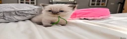 Ragdoll cats for sale:  🐾 Pure Ragdoll Kittens – The Summer Litter ☀️  - Advert 19