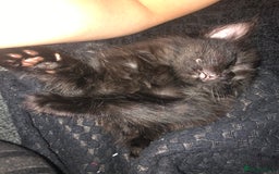Mixed Breed cats for sale: beautiful kittens for sale  in Bellshill - Image 7
