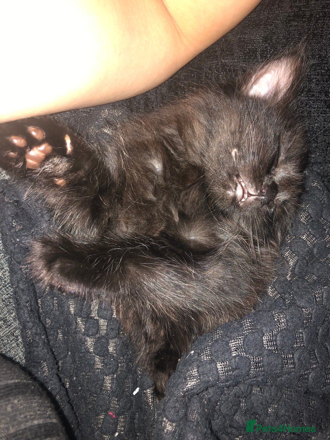 Mixed Breed cats for sale: beautiful kittens for sale  in Bellshill - Image 7