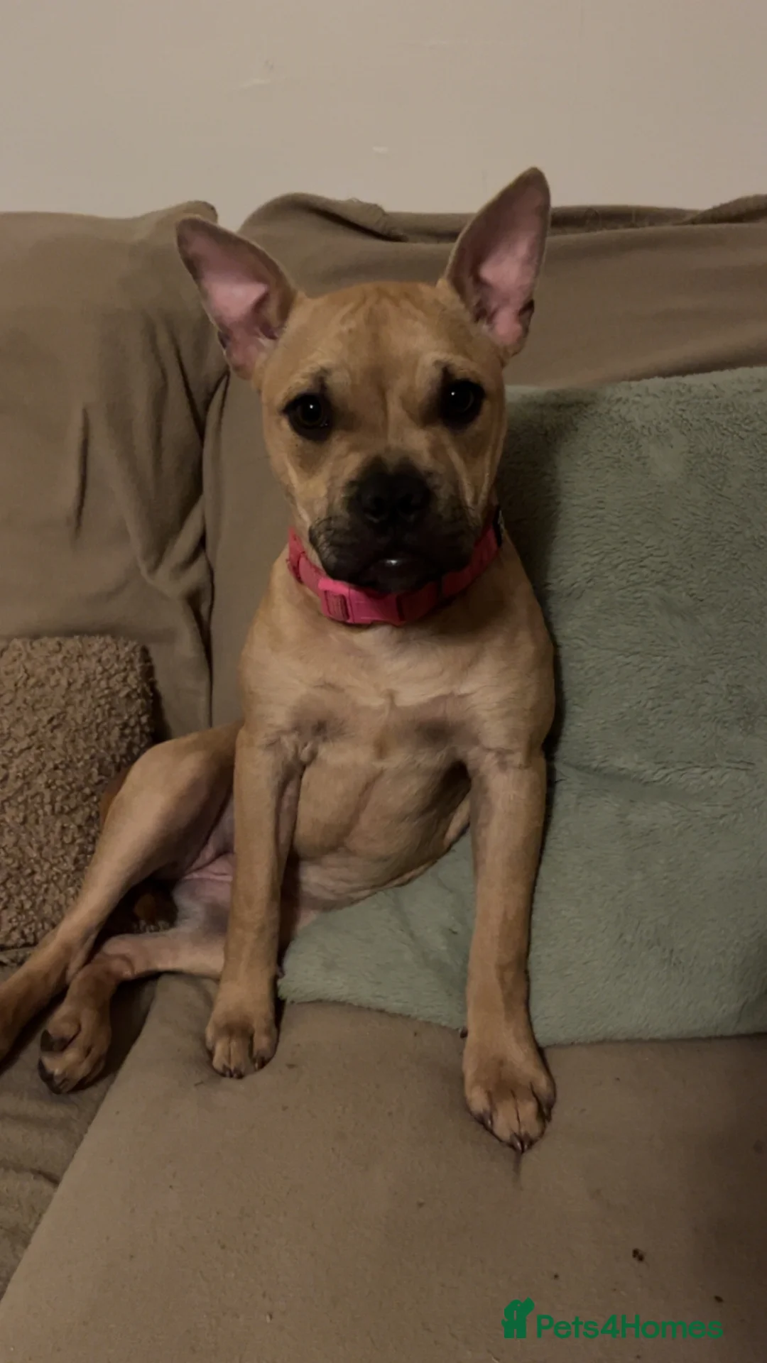 Mixed Breed dogs for sale: 6 month old puppy returned  - Advert 2