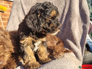 Toy Poodle dogs WESTIEPOOS/TOY POODLE X's SUPER SMOOTH SILKY nSOFT - Advert 6