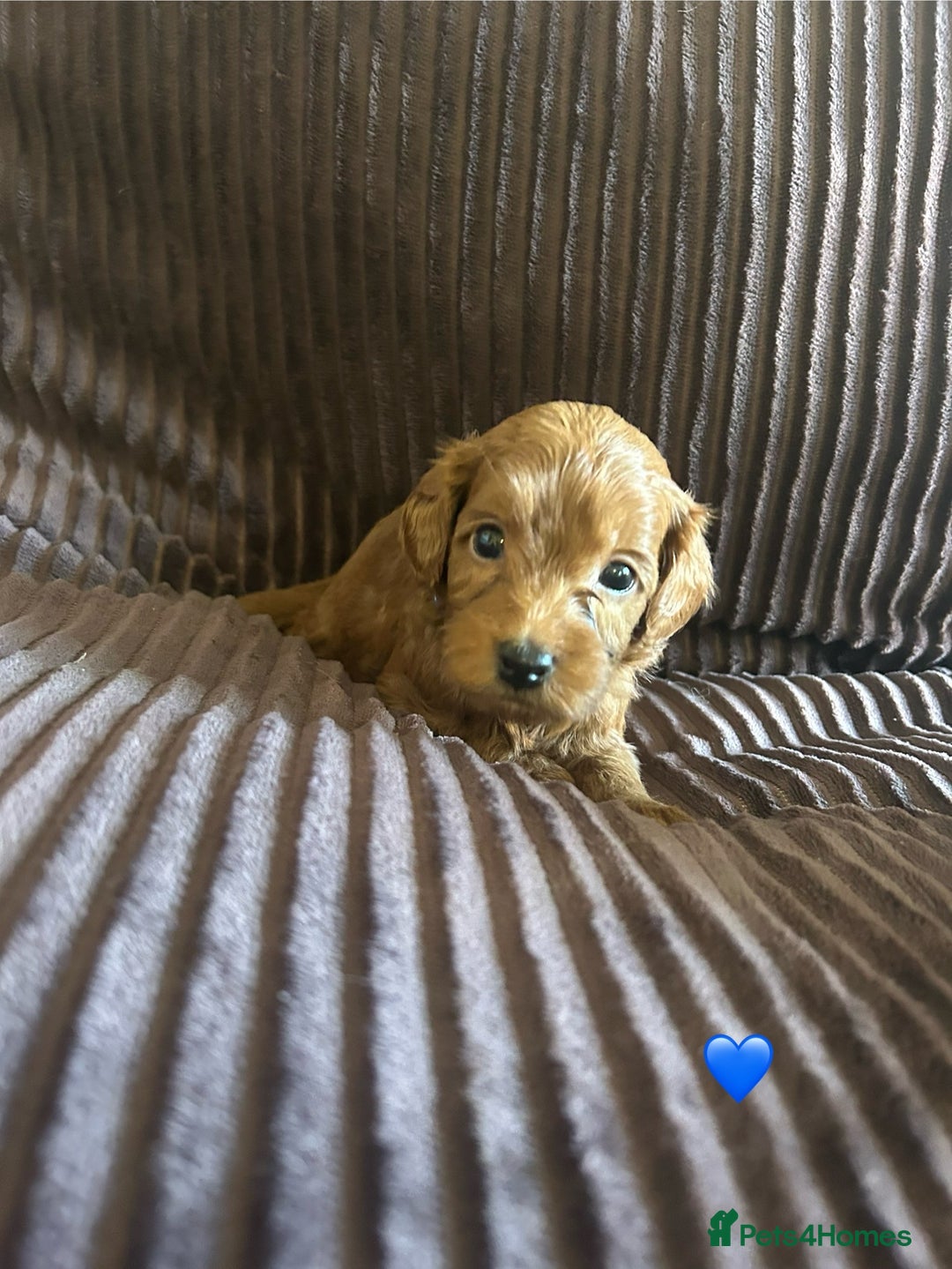 Cavapoo dogs for sale: Toy cavapoo  - Advert 17