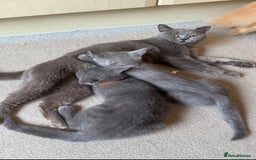 British Shorthair cats for sale: British Shorthair Kitten 4 - Image 18