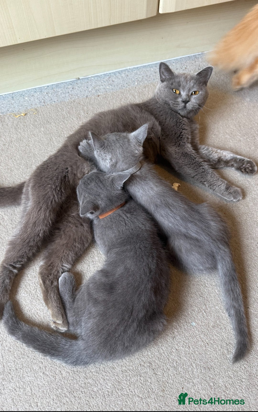 British Shorthair cats for sale: British Shorthair Kitten 4 - Image 18