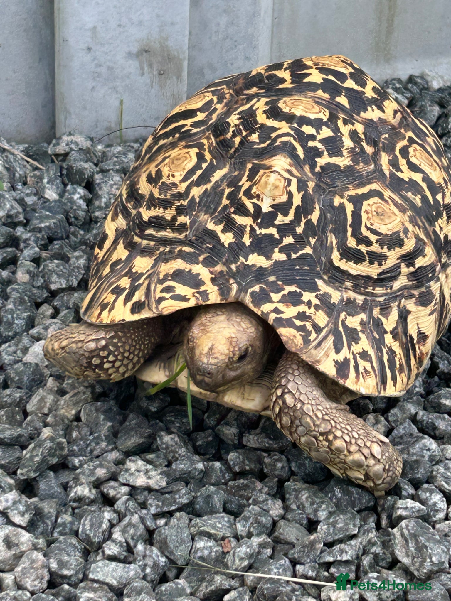 Tortoise reptiles for sale: Leopard Tortoise - Advert 2