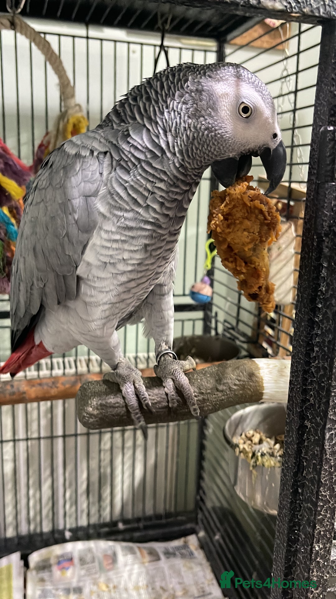 Parrots birds for sale: Congo African Grey Parrot  - Image 4