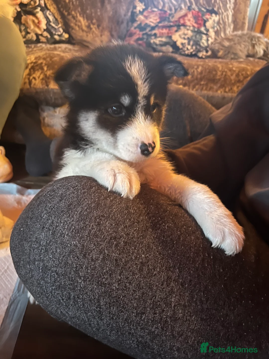 Mixed Breed dogs for sale: Samsky   - Advert 1