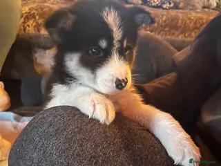 Mixed Breed dogs Samsky - Advert 15