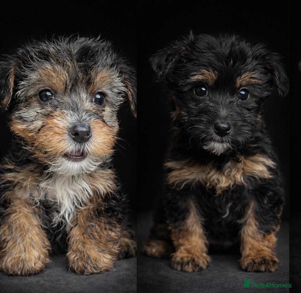 Yorkshire Terrier dogs Ready for new families-Yorkie pups rare tri colour - Advert 9