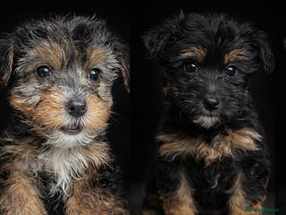 Yorkshire Terrier dogs Ready for new families-Yorkie pups rare tri colour - Advert 9