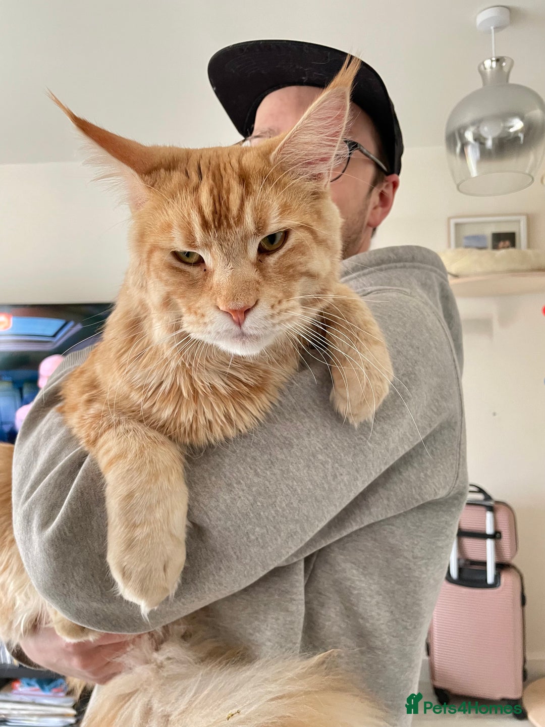 Maine Coon cats for sale: Donnie The Maine Coon - 4 y/o in Stoke-on-Trent - Image 8