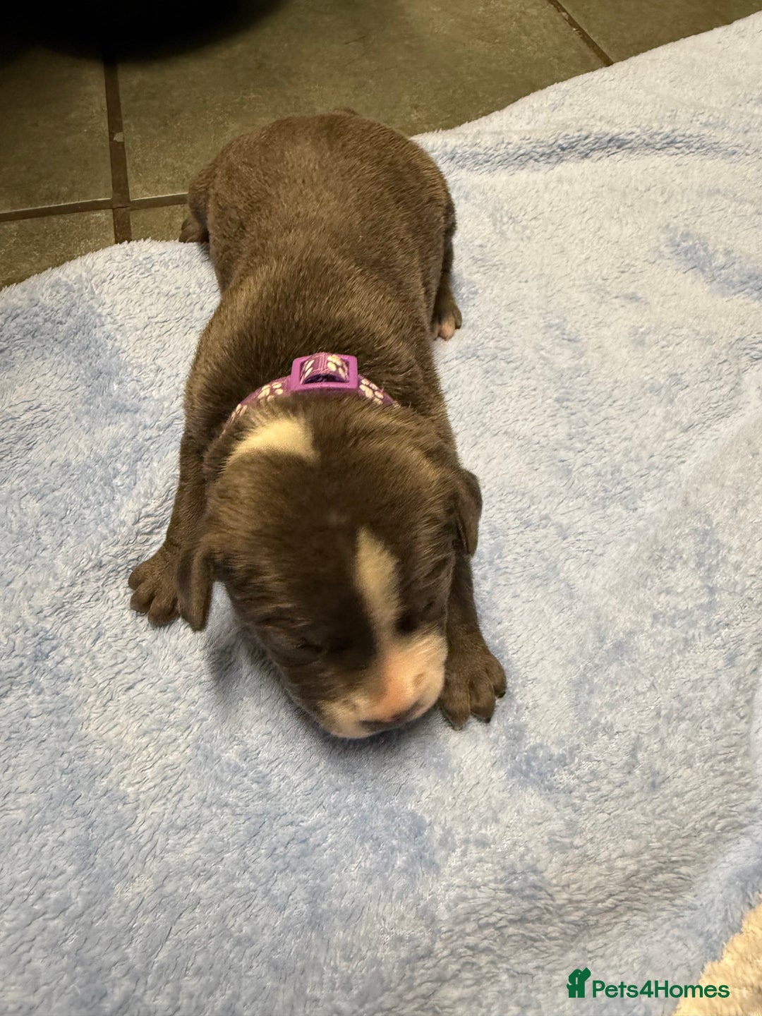 Staffordshire Bull Terrier dogs for sale: Blue Staffordshire bull terrier staffy  - Advert 19