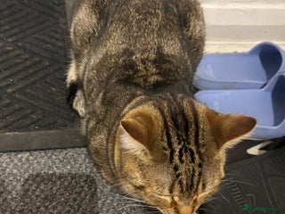 Mixed Breed cats 2 male cats - Advert 1