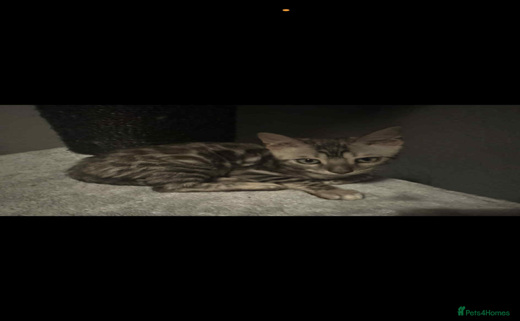 Ragdoll cats - Advert 12