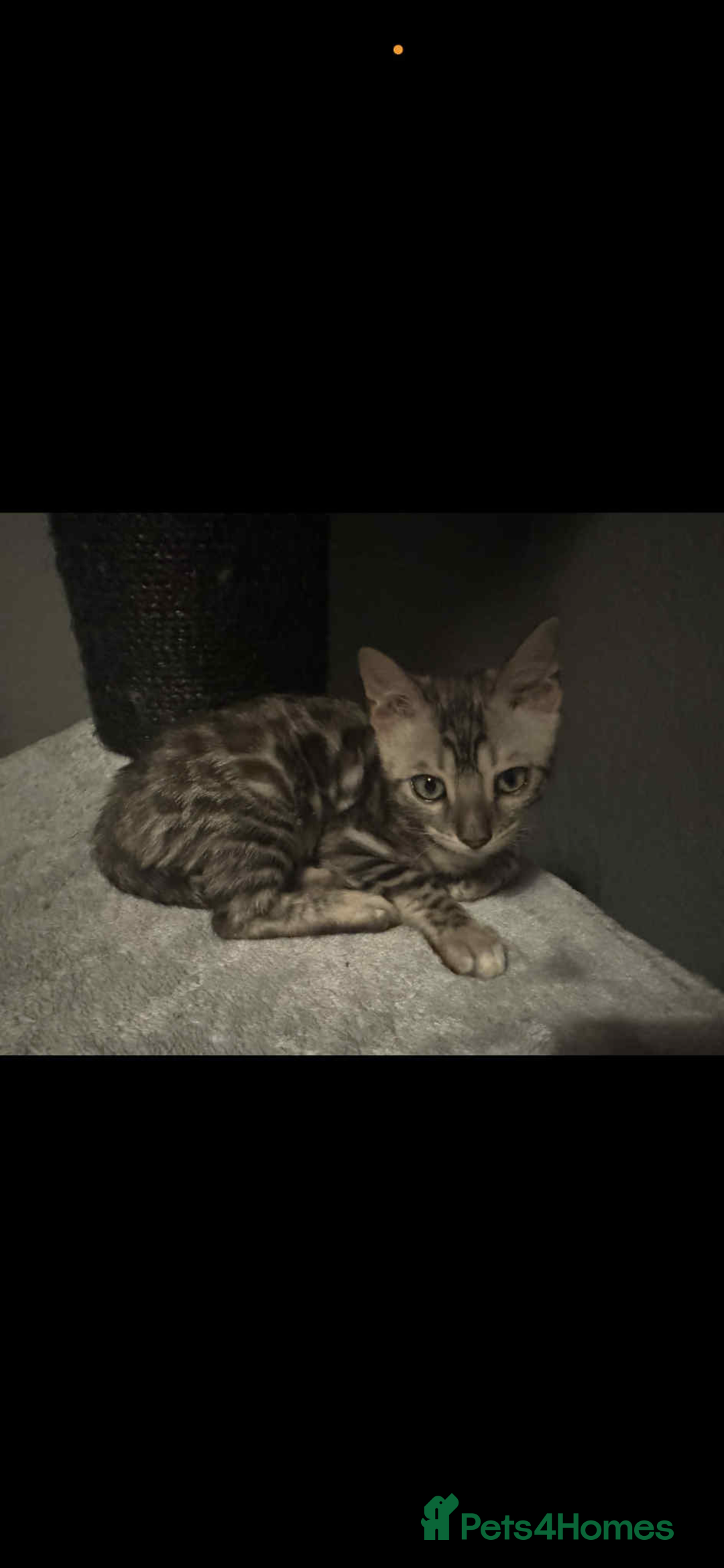 Ragdoll cats for sale: Ragdoll and Bengal  - Image 5