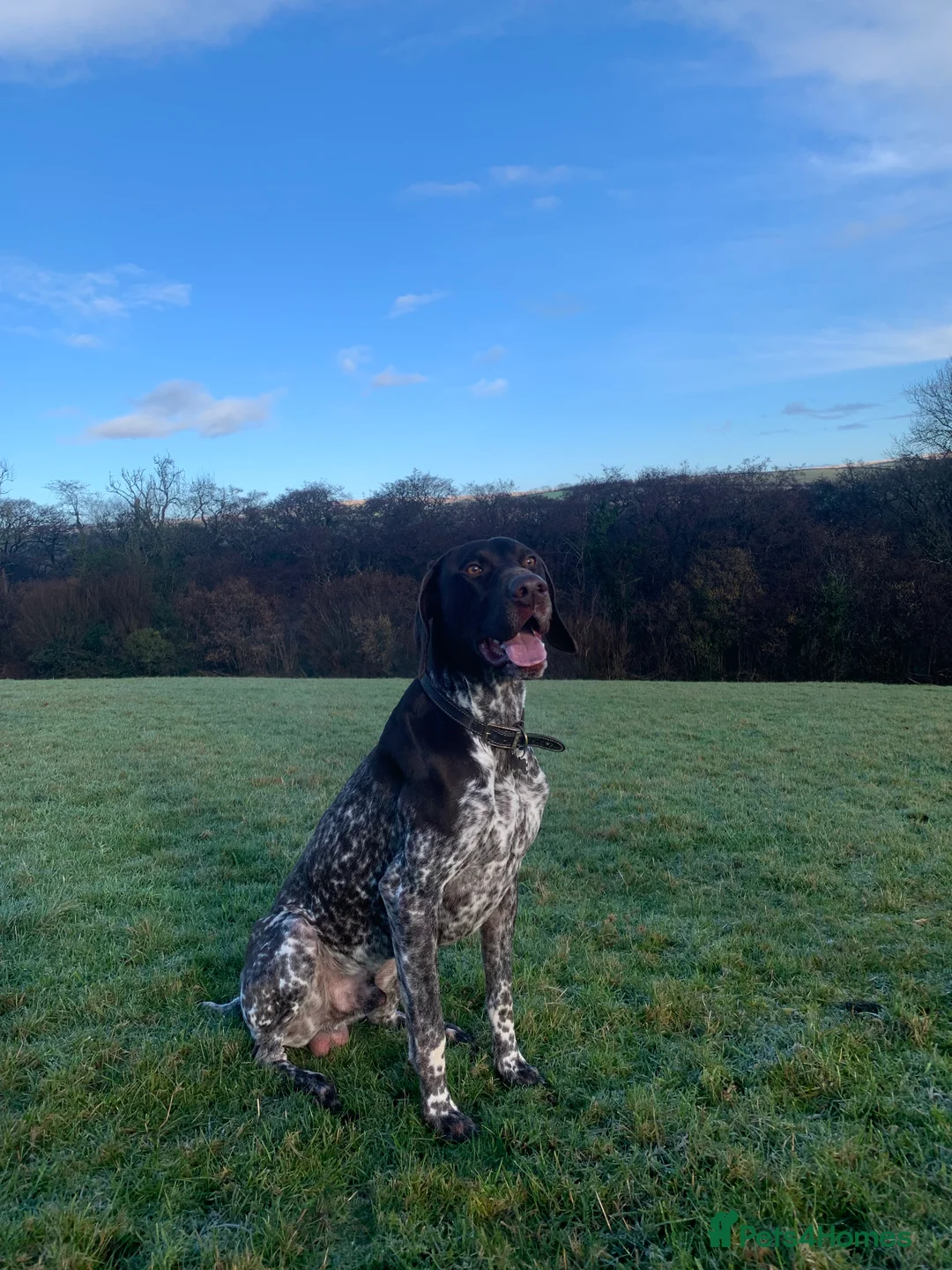 German Shorthaired Pointer dogs for stud: KC registered GSP for stud - Advert 3