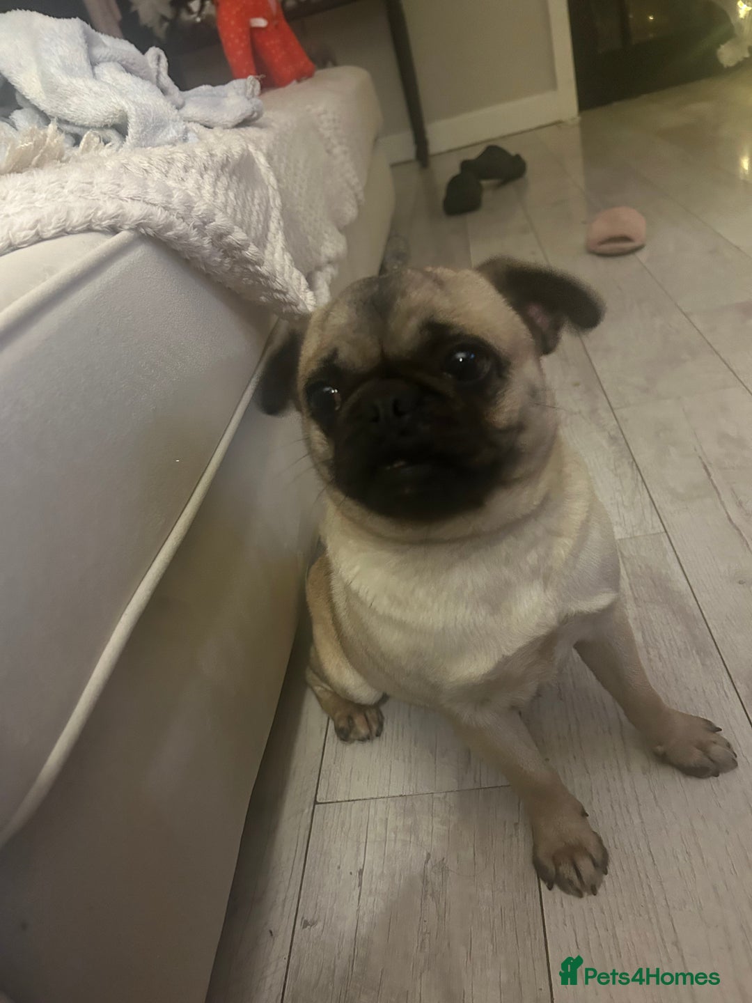 Pug dogs for sale: ** 10 MONTH PUG FEMALE ** - Advert 3